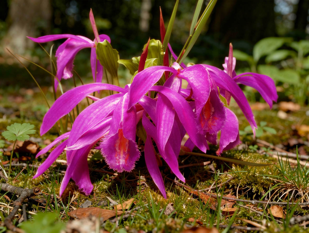 Pleione Tolima -DA-
